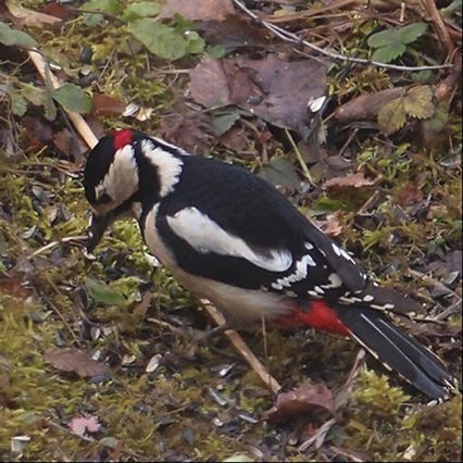 Pic épeiche, 
Dendrocopos major,
Messanges